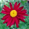 Tanacetum coccineum